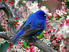 Male Indigo Bunting